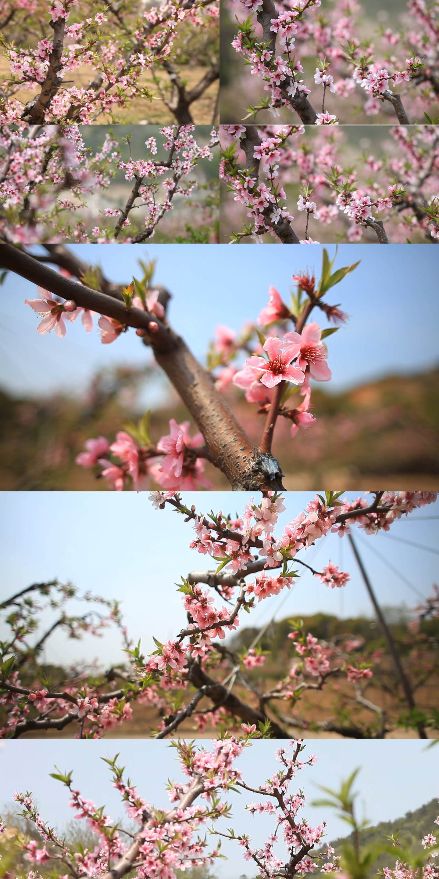 桃花水蜜桃无锡阳山桃花盛开