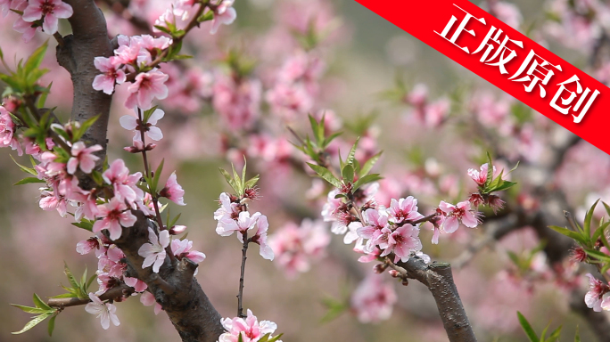 桃花水蜜桃无锡阳山桃花盛开