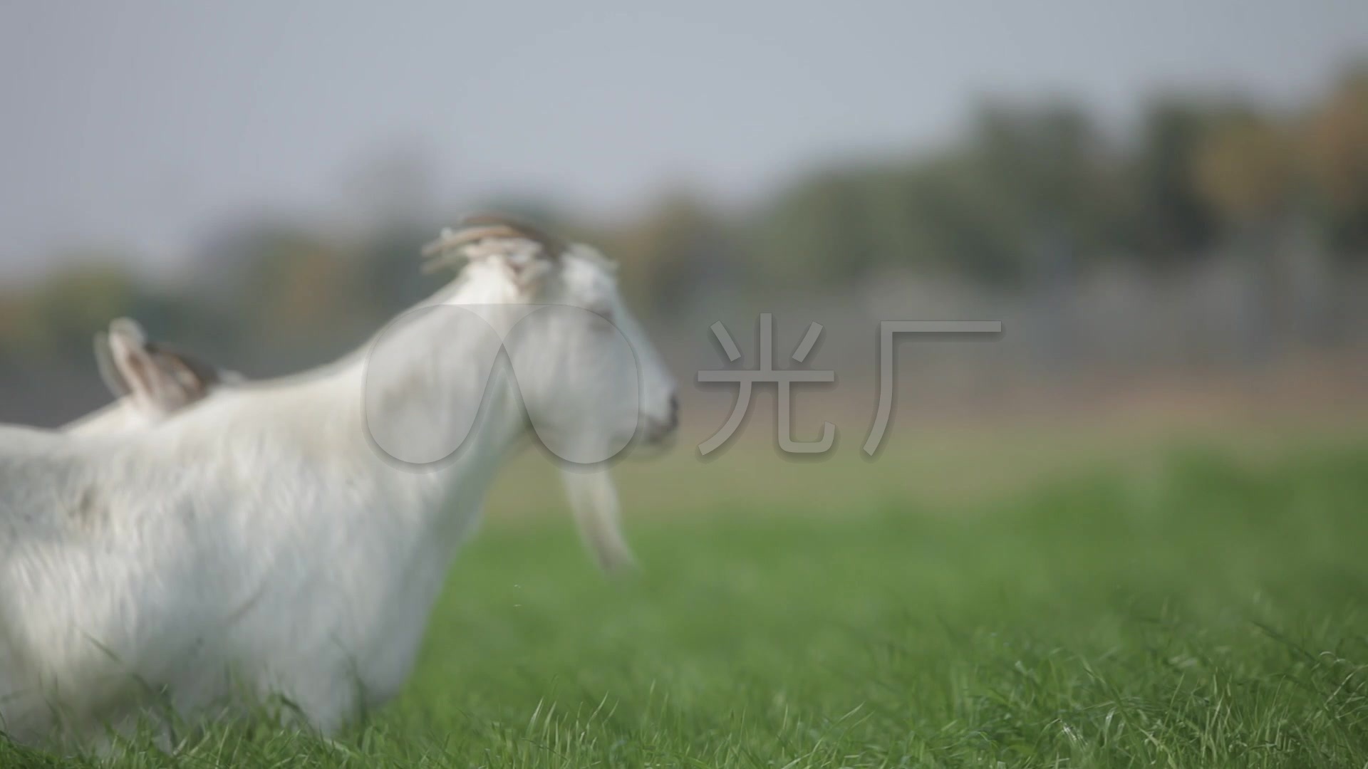 山羊 孩子 小羊 国内山羊 羔羊 小山羊 母山羊 哺乳图片免费下载 - 觅知网