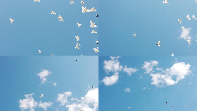 蓝天白云和平鸽慢镜飞翔飞舞仰拍