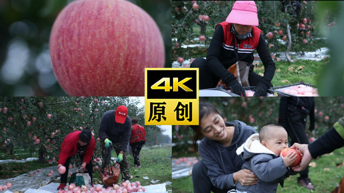 苹果4K-红苹果富士-果园-摘苹果