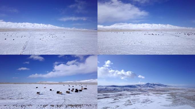 高清航拍大气雪山牦牛实用素材