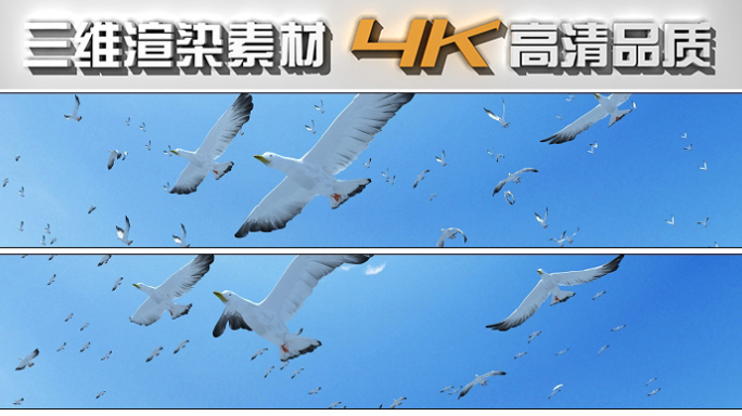 4K海鸥空镜头