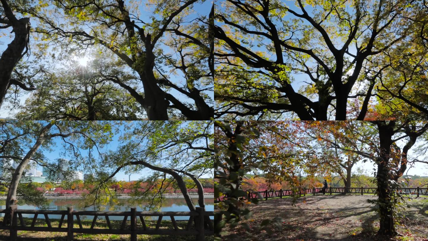 日本大阪城公园阳光红叶树影斑驳孤独的人
