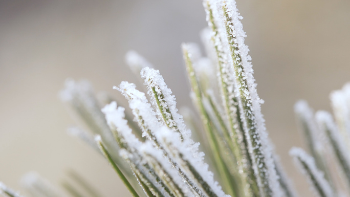 霜霜降节气