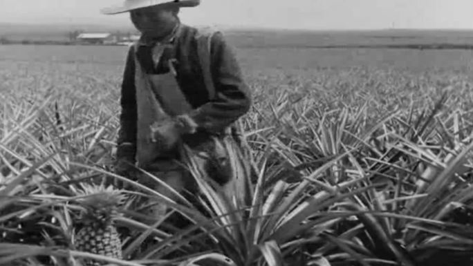 20年代种植菠萝