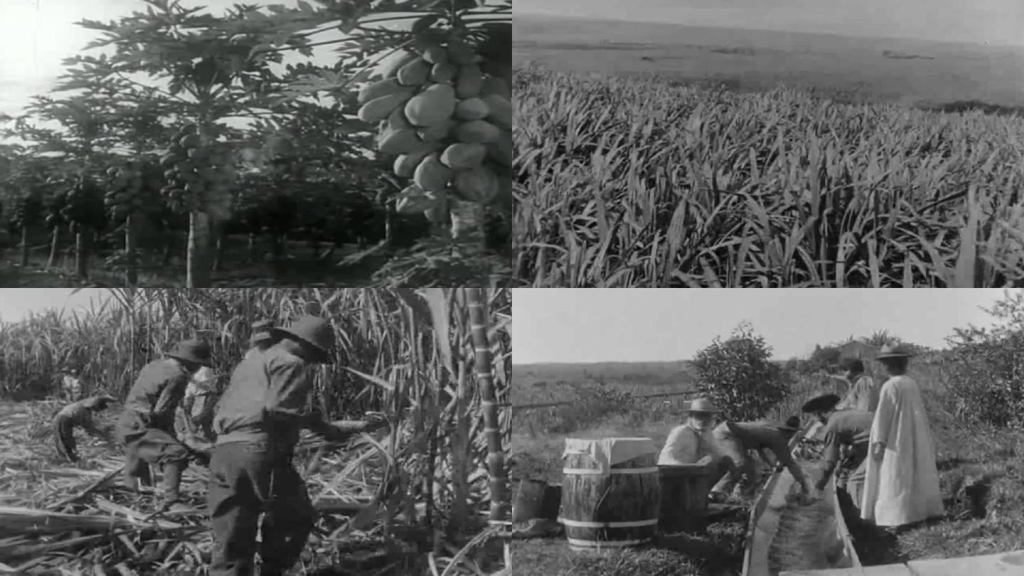 20年代种植香蕉、甘蔗