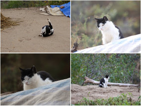 猫尾巴视频素材下载 猫尾巴ae模板下载 Vj师网