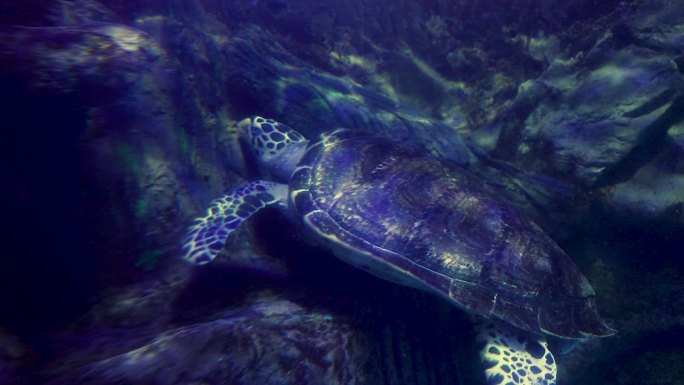 一只海龟