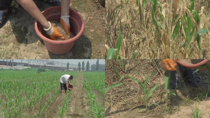 玉米苗期施肥涝害