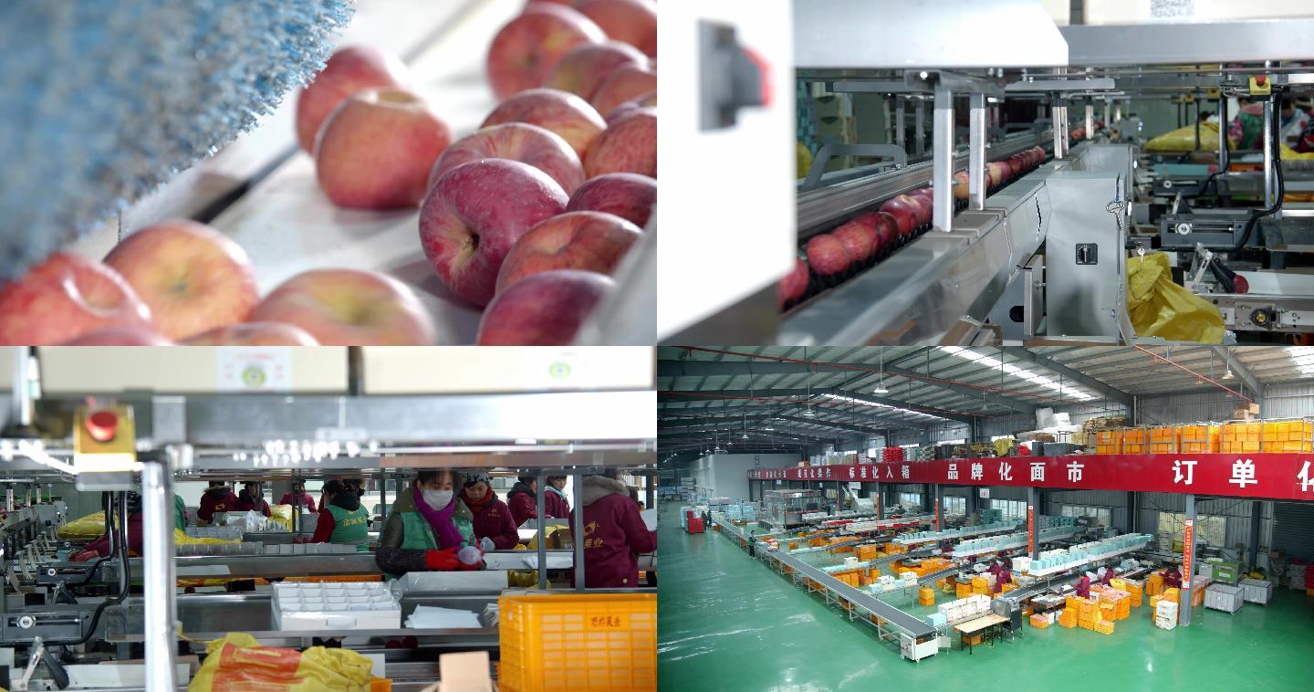 陕西洛川苹果生产线4k