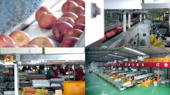 陕西洛川苹果生产线4k