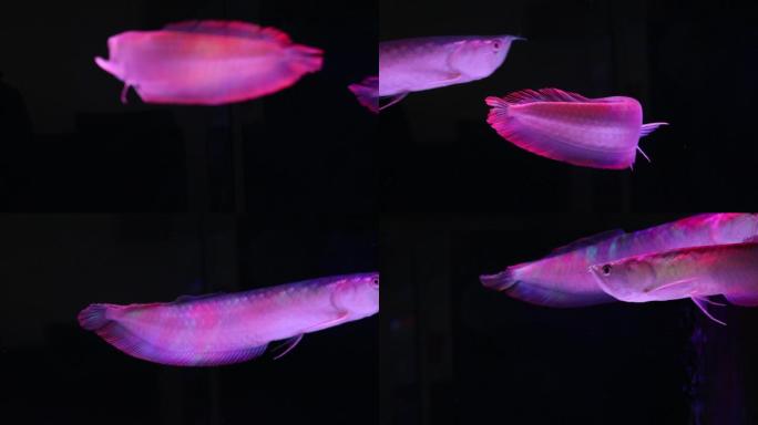 彩灯照射下的银龙鱼