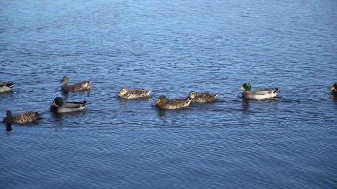 【4k超清】野鸭子在水中游泳