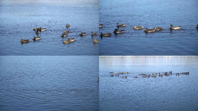 【4k超清】野鸭子在水中游泳
