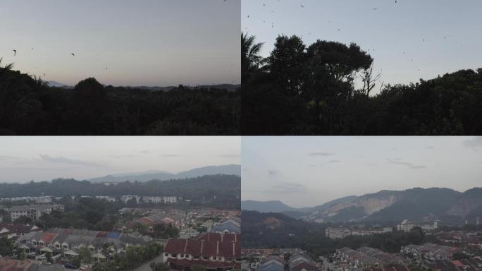 马来西亚、飞翔的燕子、燕屋、原始森林