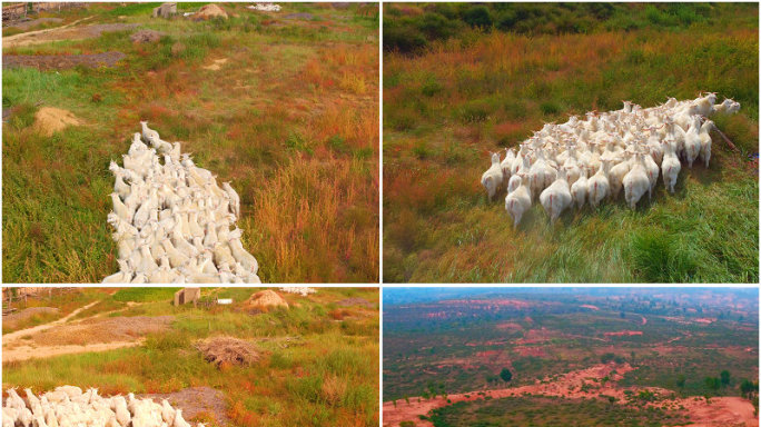 4K羊群荒漠化沙漠牧场圈养放养