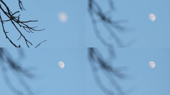 4K秋天树梢上的月亮