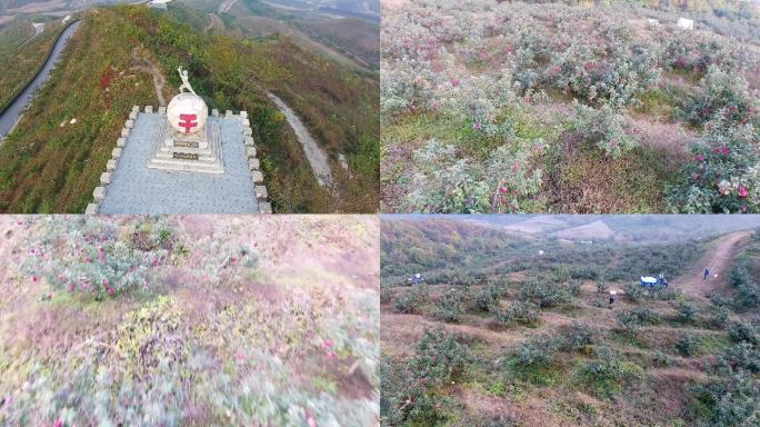 花果山苹果收获