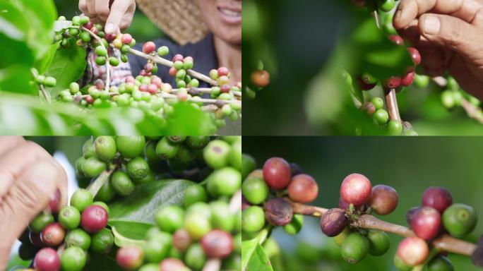 咖啡豆采集