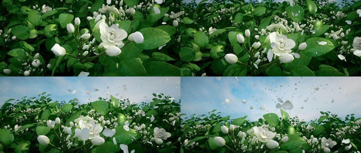 花瓣飘茉莉花飞花