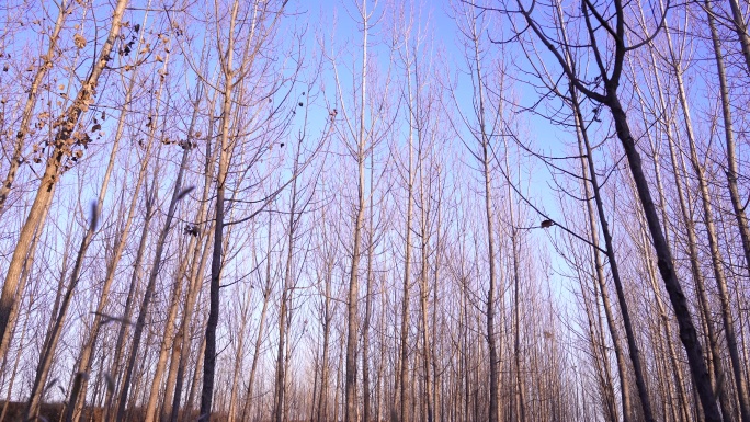 4K冬季干枯树林