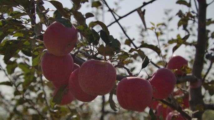 富士苹果果园农业宣传片4K