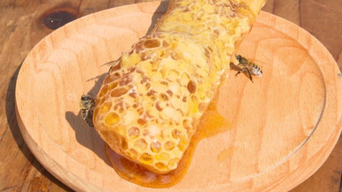 蜂巢蜜带着蜜蜂实拍