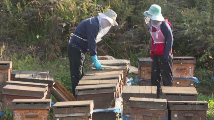 云南蜂场养蜂人的蜂巢割蜂蜜