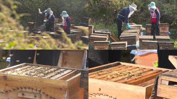 云南蜂场养蜂人的蜂巢割蜂蜜