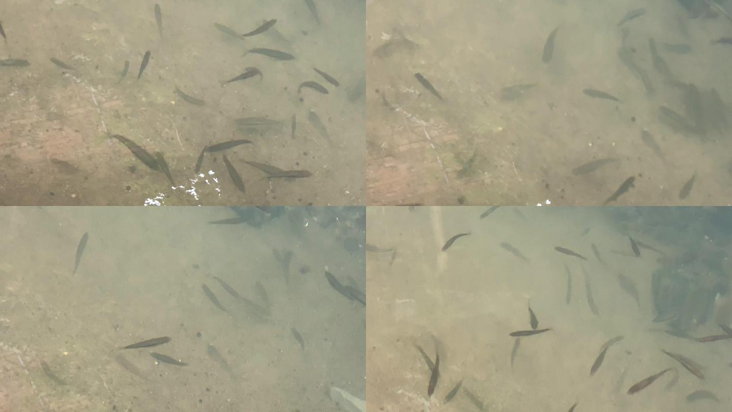 泉水里游动的鱼群4（4K）