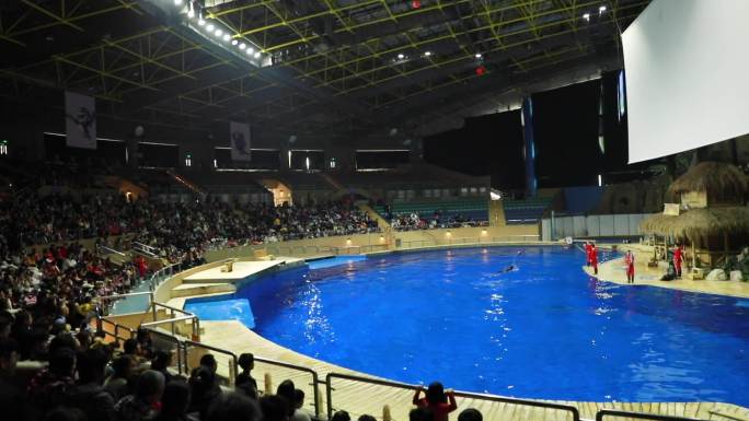 海狮海豹表演