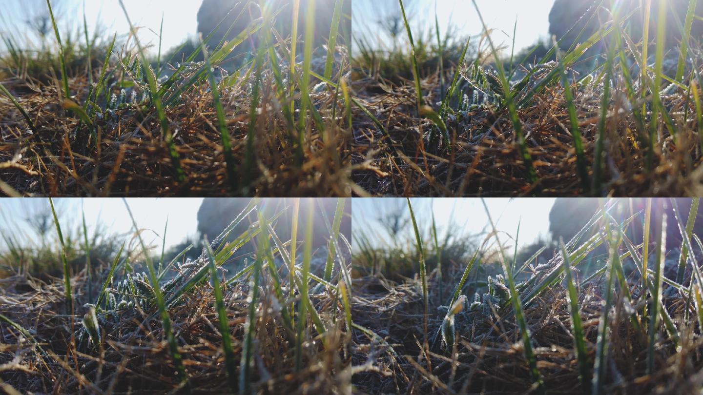 实拍延时小草被霜打的过程