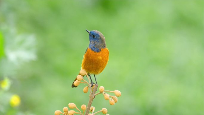 黄花果子小鸟