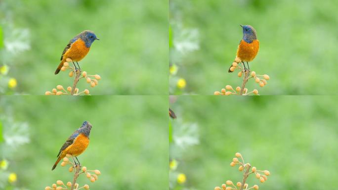 黄花果子小鸟