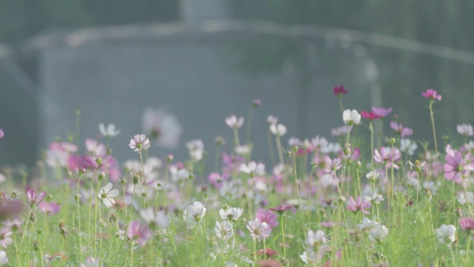 格桑花特写河海大学常州校区春天