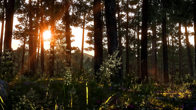 阳光洒进树林三维镜头