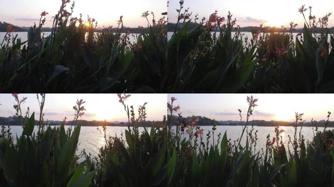 惠州湿地朝阳升起逆光拍摄