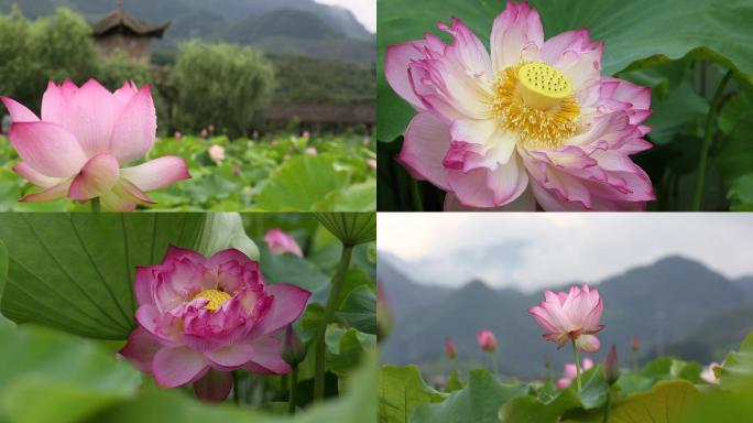 雨中荷花