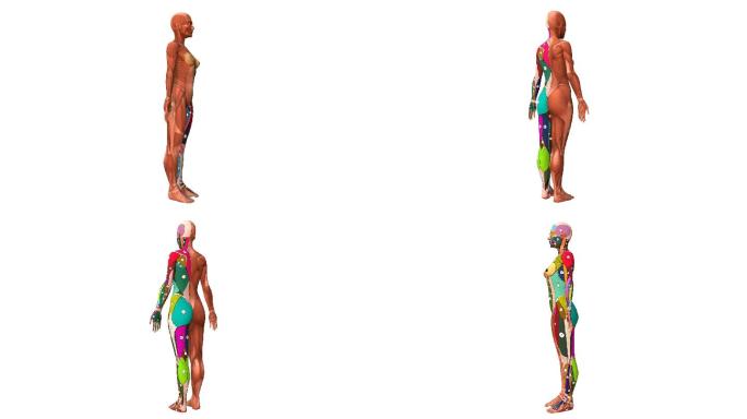 人体肌肉展示带通道