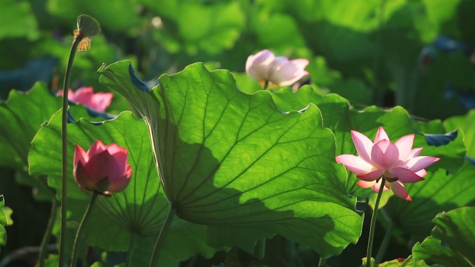 杭州西湖荷花断桥盛夏