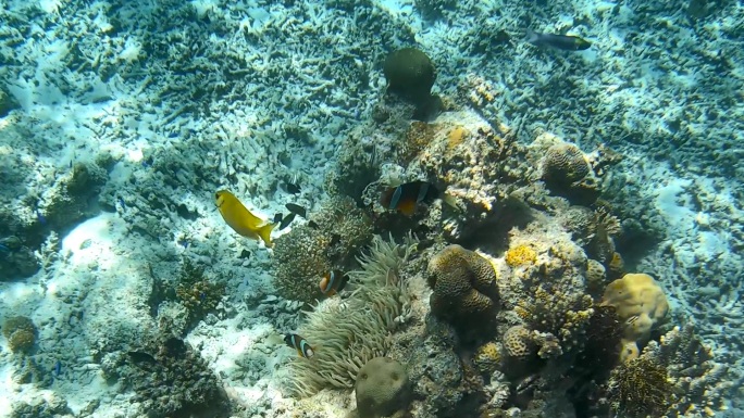 海底浮潜观鱼赏珊瑚