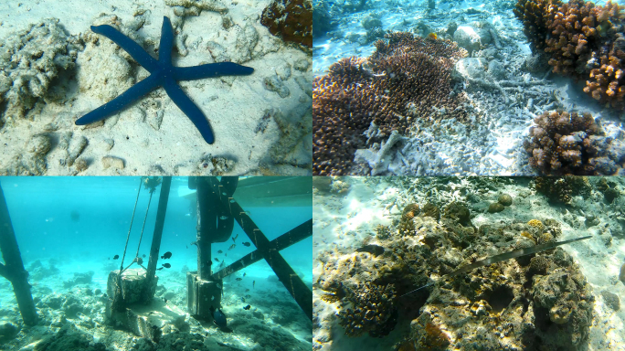 海底浮潜观鱼赏珊瑚