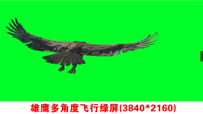 雄鹰飞翔多角度绿屏视频素材