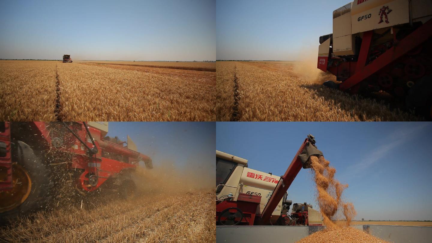 【实拍】小麦丰收麦田收割