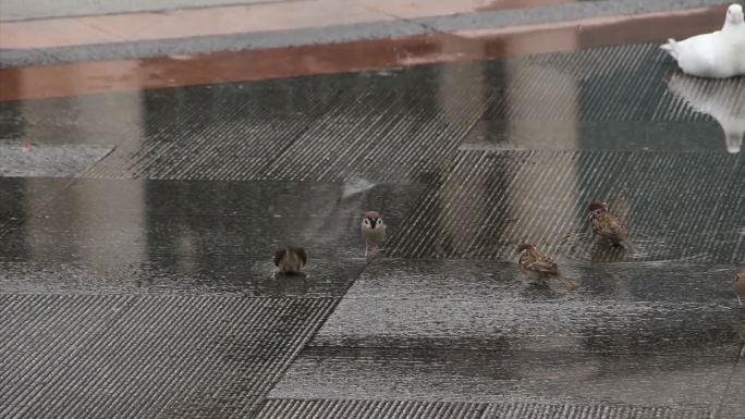 可爱的麻雀在地面积水洗澡
