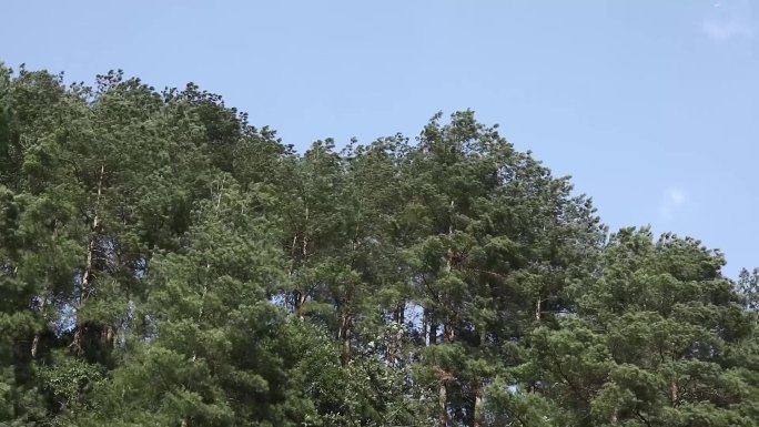 4组苗寨长时间录制大风吹树