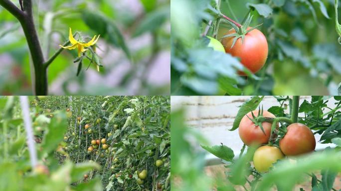 农业种植西红柿实拍素材