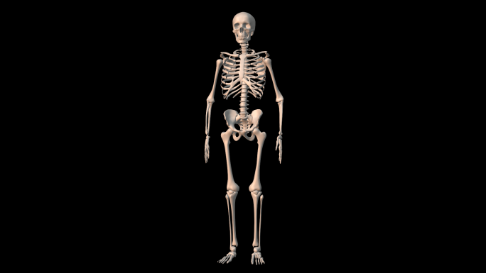 4K透明通道人体骨骼