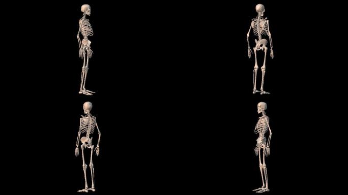 4K透明通道人体骨骼